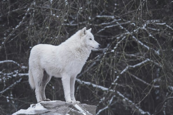 Comment préparer une expédition pour observer les loups dans les Carpates, Roumanie?
